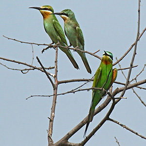 Blue-cheeked Bee-eater